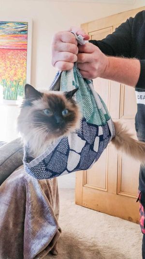 Supporting image for story