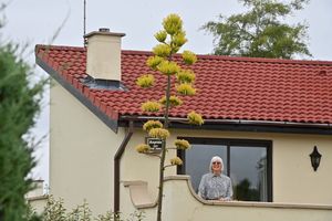 Hilary Chappin, and her amazing Agave plant that has flowered for the first time in around 50 years.