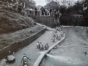The penguins were always a popular attraction