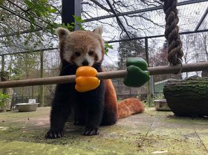 Supporting image for story