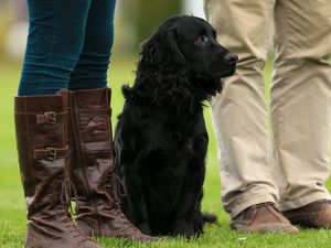 Supporting image for story: Humans might be able to understand what their dogs' growls mean