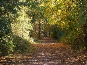 Supporting image for story: Protesters celebrate as plans to build on Bridgnorth park are dropped