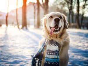 Supporting image for story: Literally just 12 adorable animals playing in the snow this winter