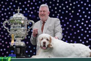 Winner of Best in Show and Gundog group Clumber Spaniel named Bruin with owner and handler Lee Cox from Somerset on the final day of the Crufts Dog Show at the National Exhibition Centre (NEC) in Birmingham. 