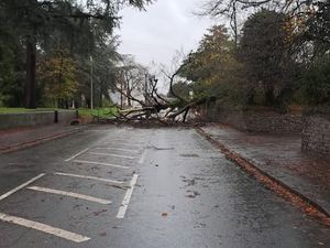 Supporting image for story: Rail services severely disrupted and trees down as effects of Storm Claudia continue to be felt