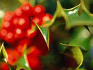 Supporting image for story: Three months of festive folly