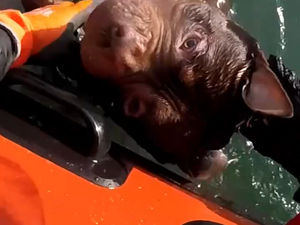 Supporting image for story: Watch the moment a struggling dog gets rescued from sea by RNLI lifeboat volunteers