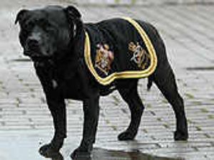 Supporting image for story: On-line battle to save mascot