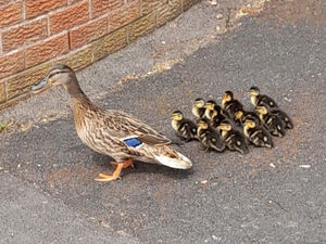 Supporting image for story: Ladle to the rescue as trapped ducklings saved after falling down grate