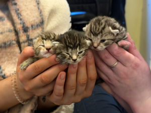 Supporting image for story: "As I was walking away I thought I heard a little squeak..." - Three kittens rescued after being discovered in sleeping bag in a Birmingham alley