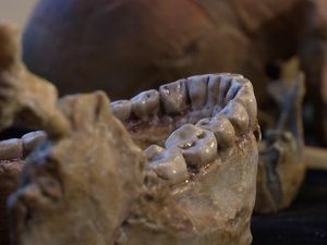 Supporting image for story: 300,000-year-old fossils discovered in Morocco could potentially change the date of human evolution