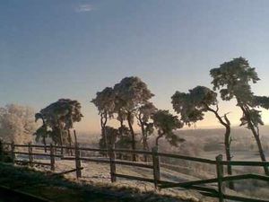 Supporting image for story: Letter: The trees, those useful trees