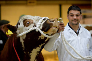 Staffordshire County Show cattle entrant