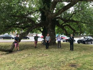 Supporting image for story: Tree-mendous: Town's great survivor passes health check