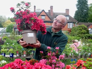Hergest Croft’s head gardener Stephen Lloyd checks over a beautiful azalea at the plant fair. Image: Andy Compton