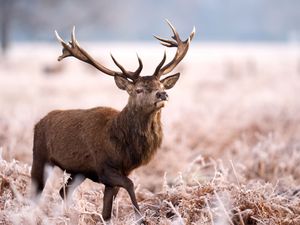 Deer on a frosty morning in Bushy Park (John Walton/PA)