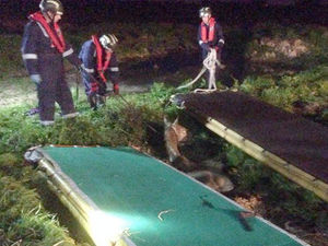 Supporting image for story: Fire crews rescue horse from slurry pit at Shropshire farm