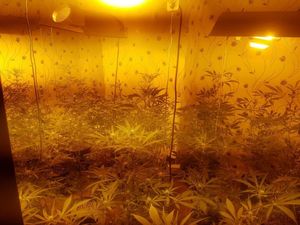 Supporting image for story: Police raid cannabis farm with two arrests
