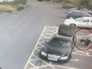 Supporting image for story: CCTV shows shocking footage of dog being abandoned at RSPCA centre car park - WATCH