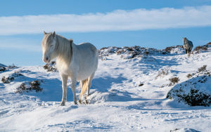 Long Mynd Ponies - Richard Greswell