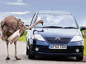 Supporting image for story: Martha uses cars' sheen to preen