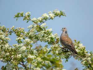 Supporting image for story: Turtle dove hunting ban boosts western European population by 25%