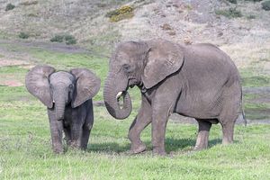 West Midland Safari Park
