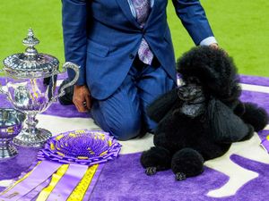 Supporting image for story: Miniature poodle named Sage wins Westminster Kennel Club dog show
