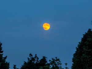 A blood moon with trees silhouetted in the foreground