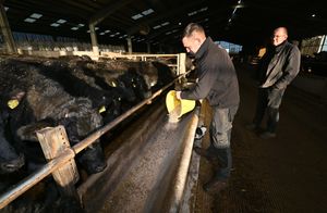 Rob Edwards and Tom Rogers at Wyndford Wagyu 