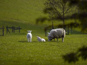 Supporting image for story: Northern Ireland MPs and peers call for rethink of agricultural inheritance tax