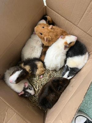 A total of 15 guinea pigs were dumped in crisp boxes in an Oldbury park during the heatwave earlier this month.