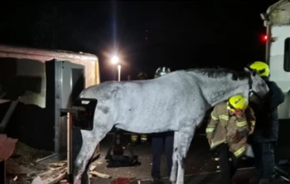 Injured horse led to safety on the M6 in Staffordshre after being rescued by fire crews when a horsebox overturned horsebox