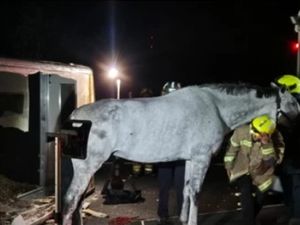 Supporting image for story: Injured horse led to safety on the M6 in Staffordshre after being rescued by fire crews when a horsebox overturned horsebox