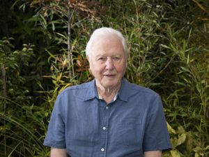 Supporting image for story: Sir David Attenborough on the ‘vicious’ stars of his new natural history series