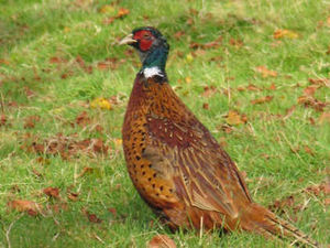 Supporting image for story: Food bank bird cynicism