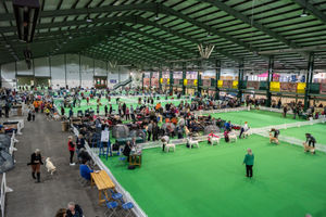 Birmingham National Dog Show 2025. Photo: Ian Knight/Z70 Photography