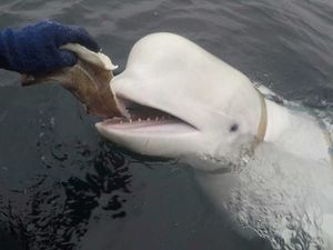 Supporting image for story: ‘Russian spy whale’ was not shot dead, say Norwegian police