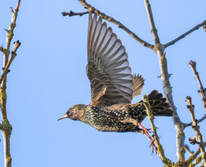 Photo taken by Andrew Fusek Peters, pro wildlife photographer