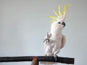Supporting image for story: Headbanging cockatoo Snowball just wants to have fun