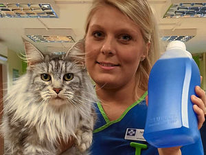 Supporting image for story: West Midlands vets backing campaign to end anti-freeze pet deaths