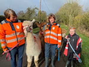 Supporting image for story: Attraction on Shropshire and Staffordshire border to take alpaca walks to wider audience