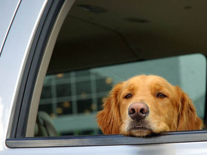 Supporting image for story: RSPCA Shropshire warns owners to keep dogs out of hot cars as weather heats up
