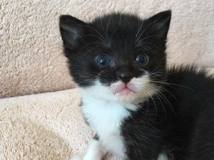 Supporting image for story: Hundreds of RSPCA reports about cats since lockdown began