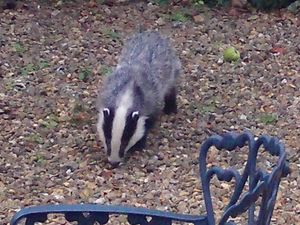 Supporting image for story: Peter Rhodes on Devon for oldies, Boris as a victim and a smart phone in your body