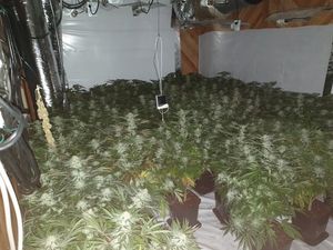 Supporting image for story: Nearly 600 plants seized in Walsall drugs raid