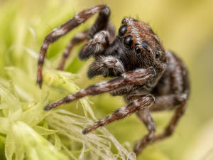 Supporting image for story: Rare money spider found in Shropshire