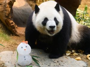 Supporting image for story: Pandas An An and Ke Ke enjoy treats ahead of first Christmas in Hong Kong