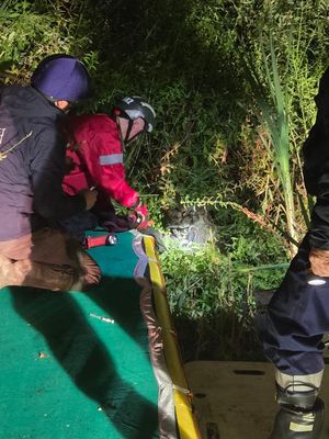 All pictures Wellington Amber Watch