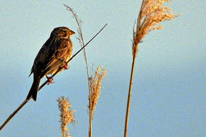 Supporting image for story: BBC feature on bird count should be interesting